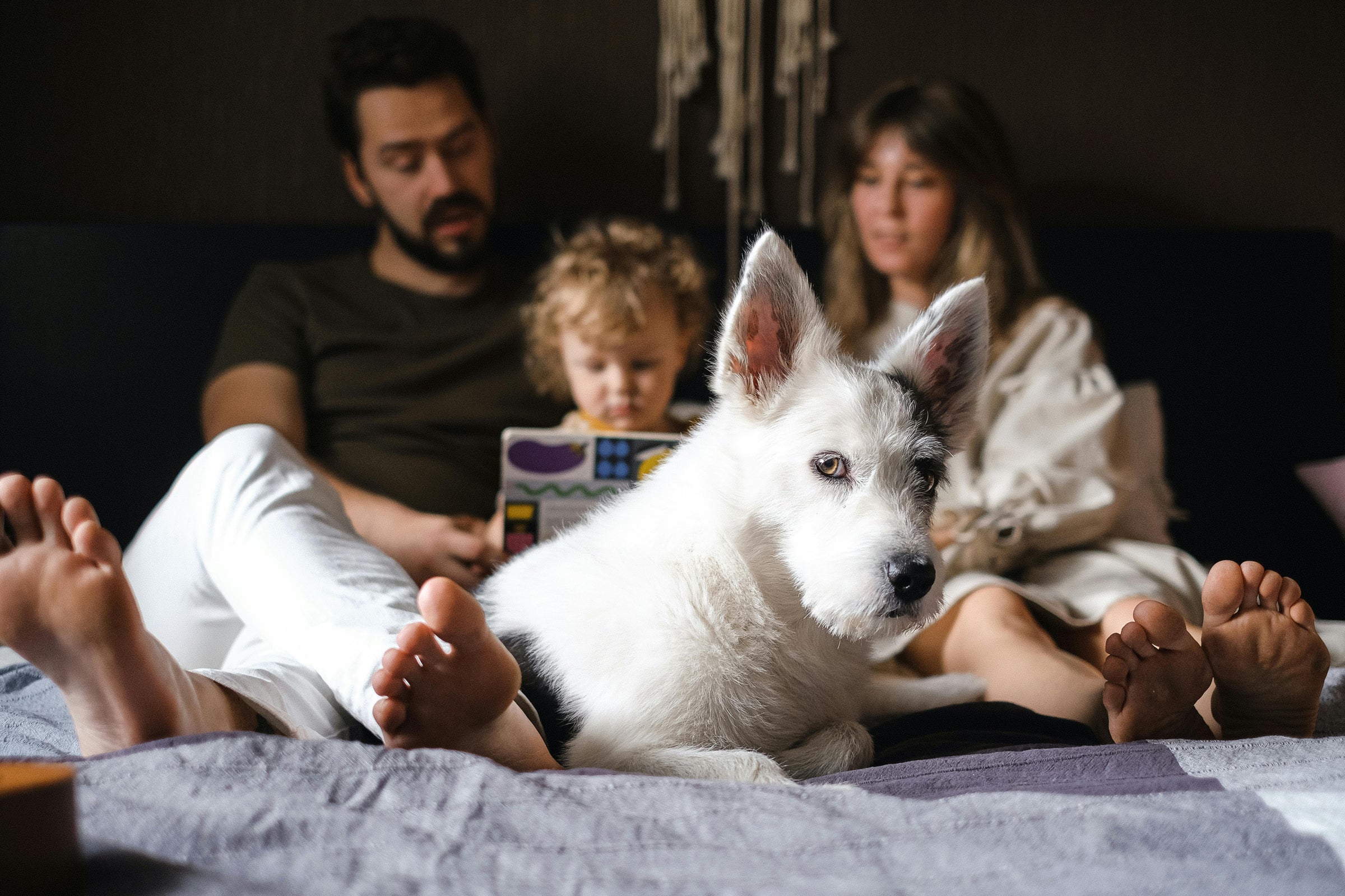 Familia con perro en sala iluminada al atardecer